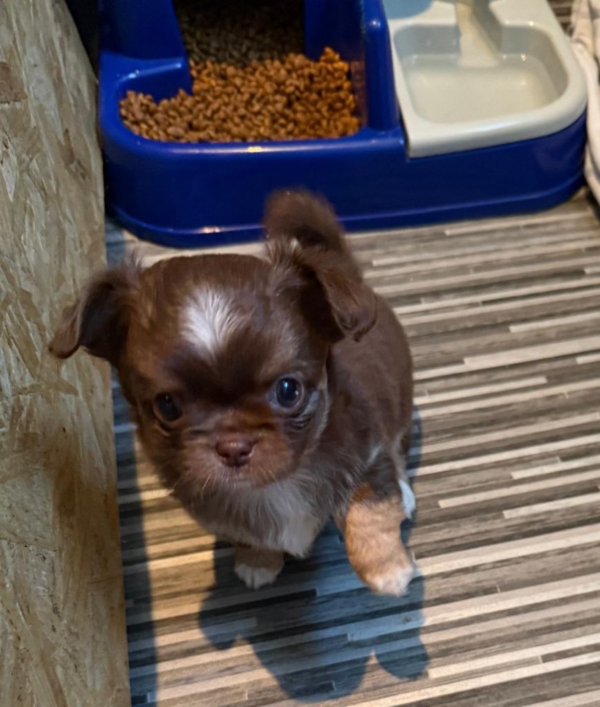 la Tribu de Bichette - Chiots disponibles - Chihuahua