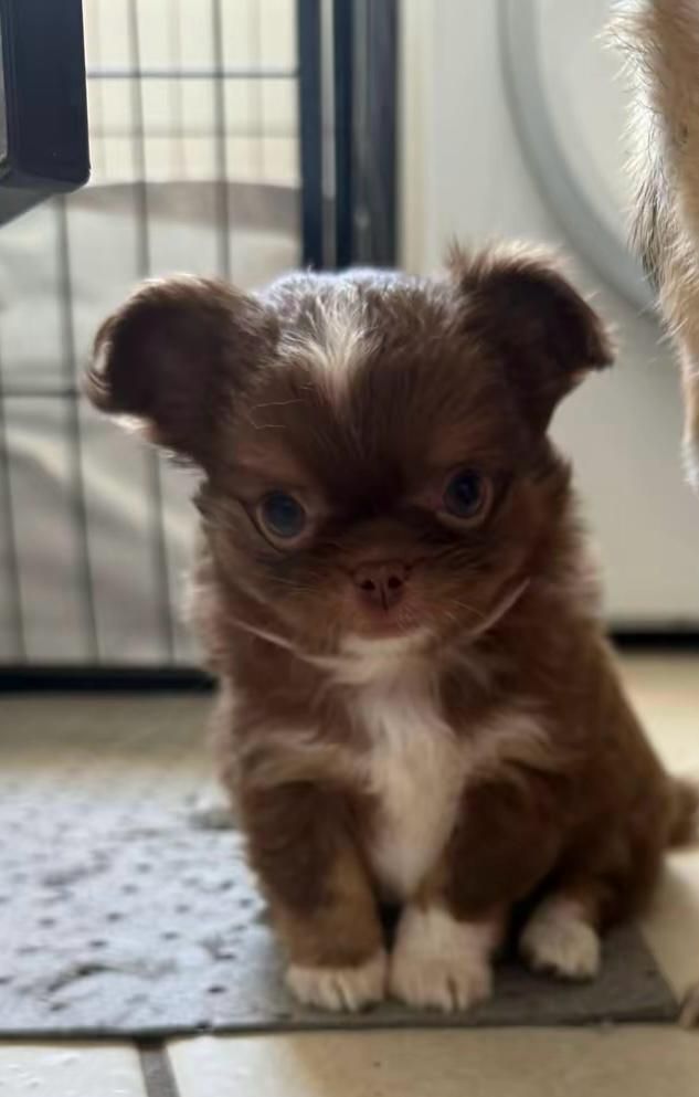 la Tribu de Bichette - Chiots disponibles - Chihuahua