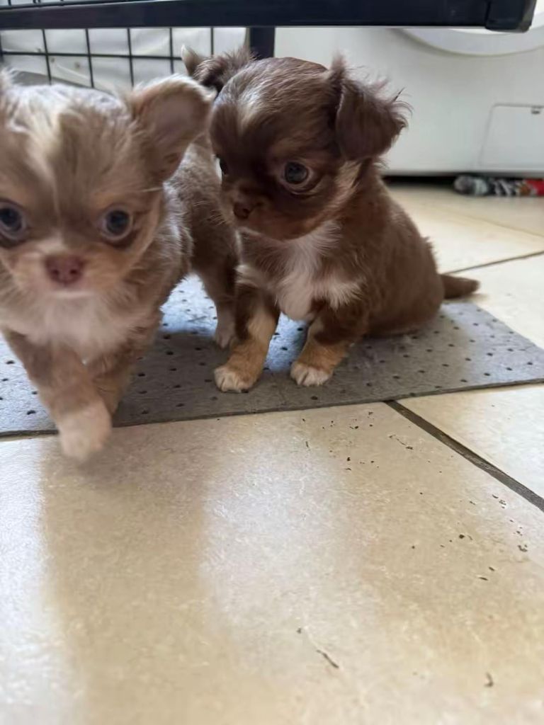 la Tribu de Bichette - Chiots disponibles - Chihuahua
